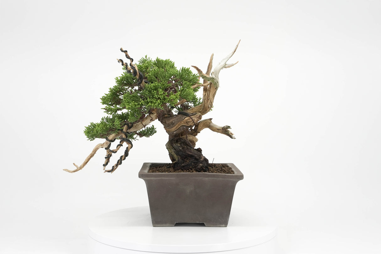 真柏 平松 No.011｜小品盆栽