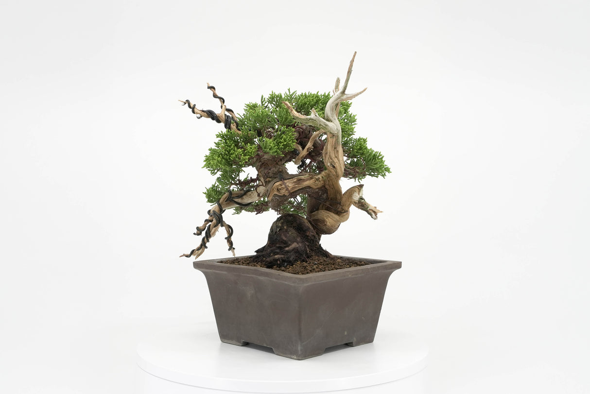 真柏 平松 No.011｜小品盆栽