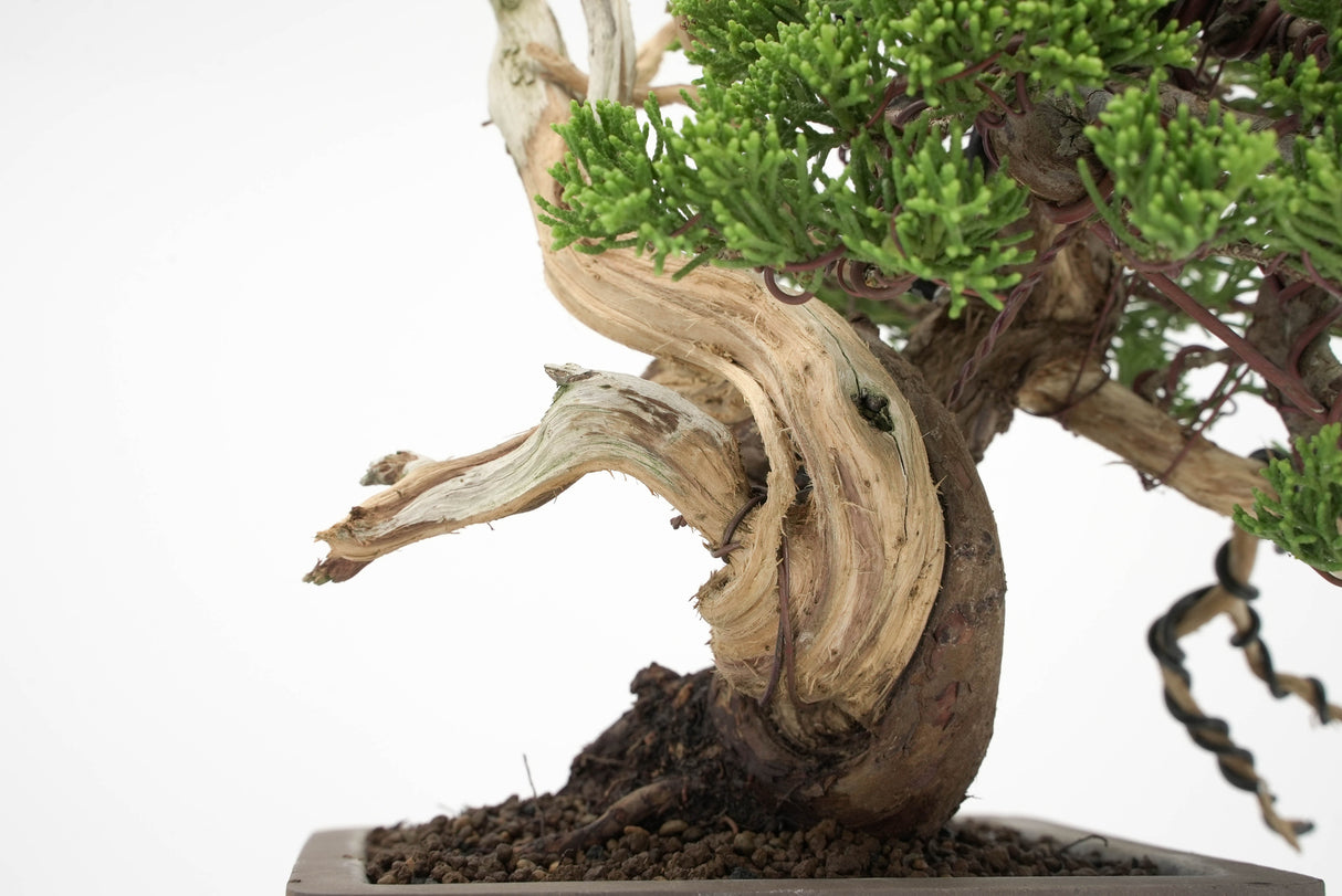 真柏 平松 No.011｜小品盆栽