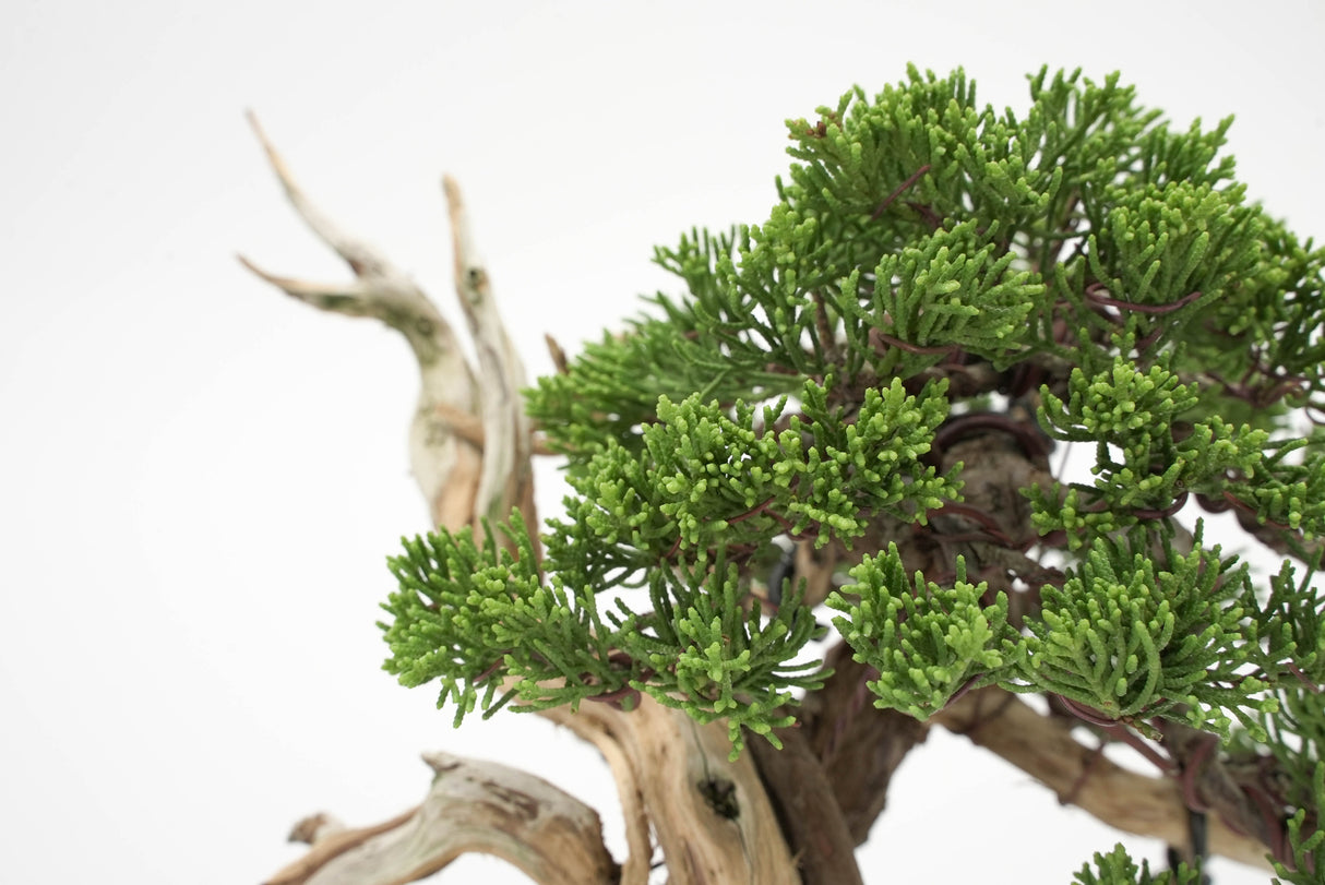 真柏 平松 No.011｜小品盆栽