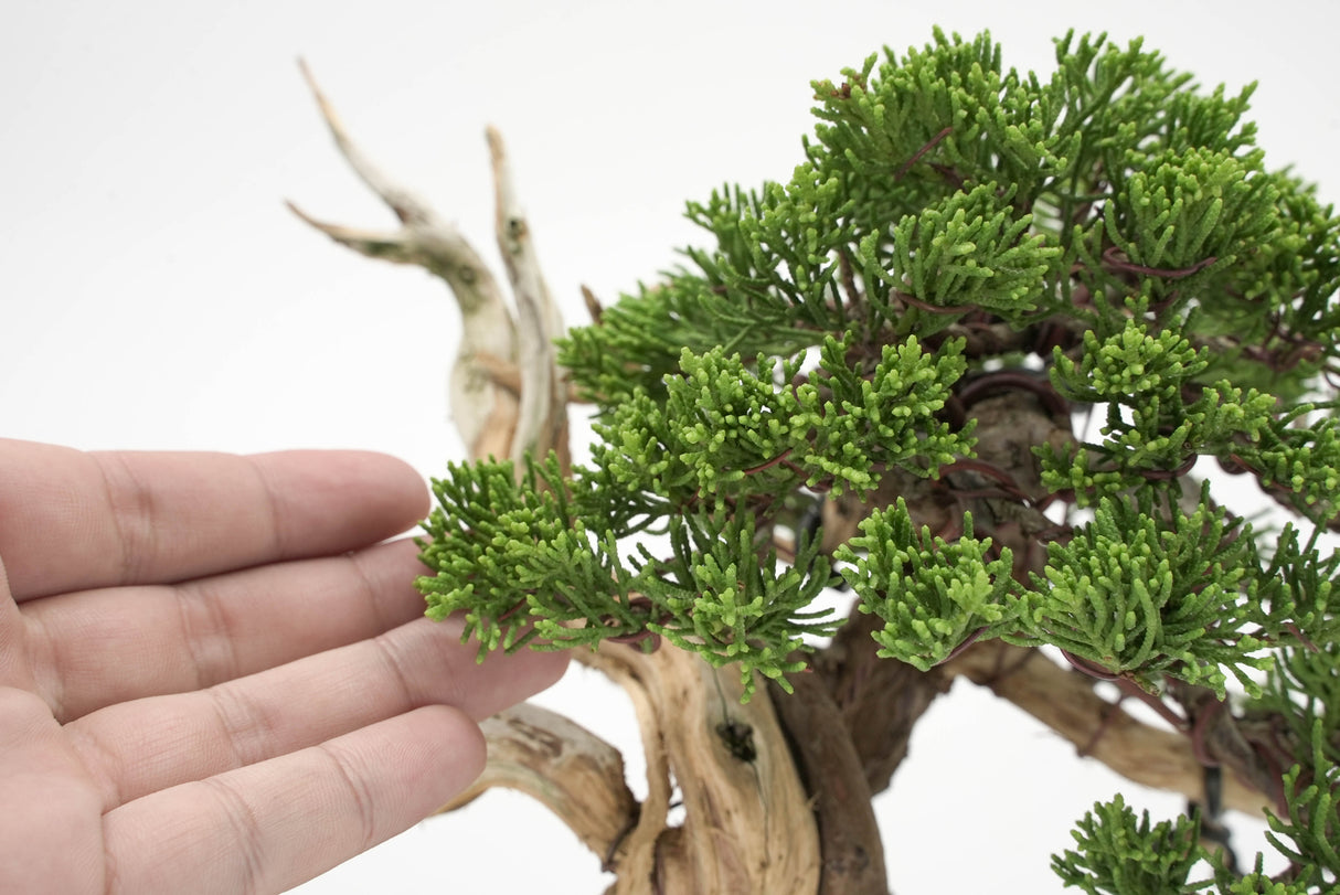 真柏 平松 No.011｜小品盆栽