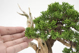真柏 平松 No.011｜小品盆栽