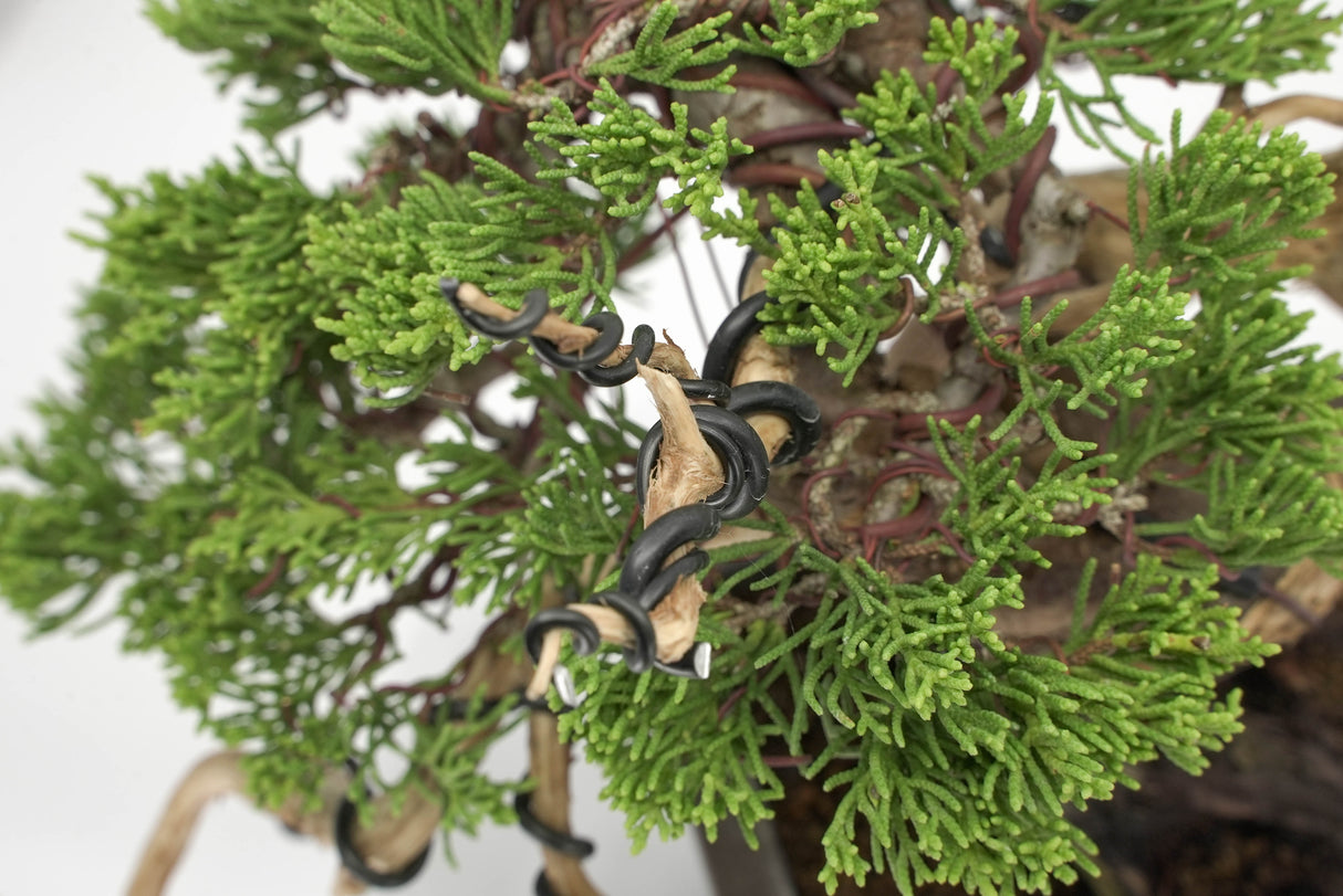 真柏 平松 No.011｜小品盆栽