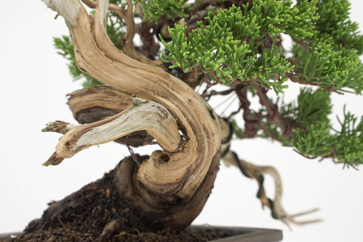 真柏 平松 No.011｜小品盆栽