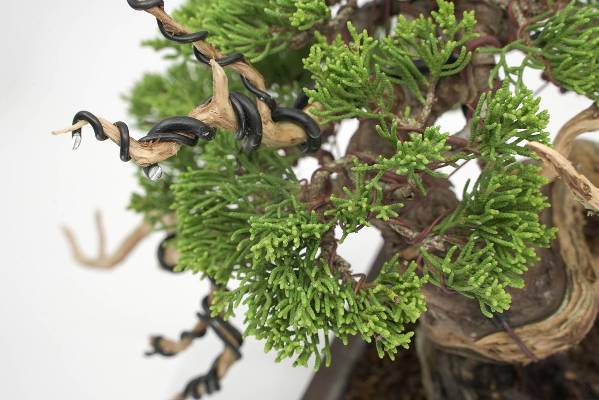 真柏 平松 No.011｜小品盆栽