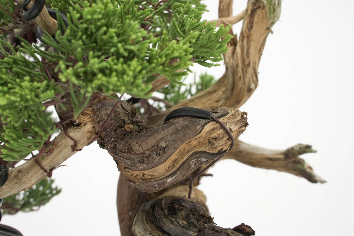 真柏 平松 No.011｜小品盆栽