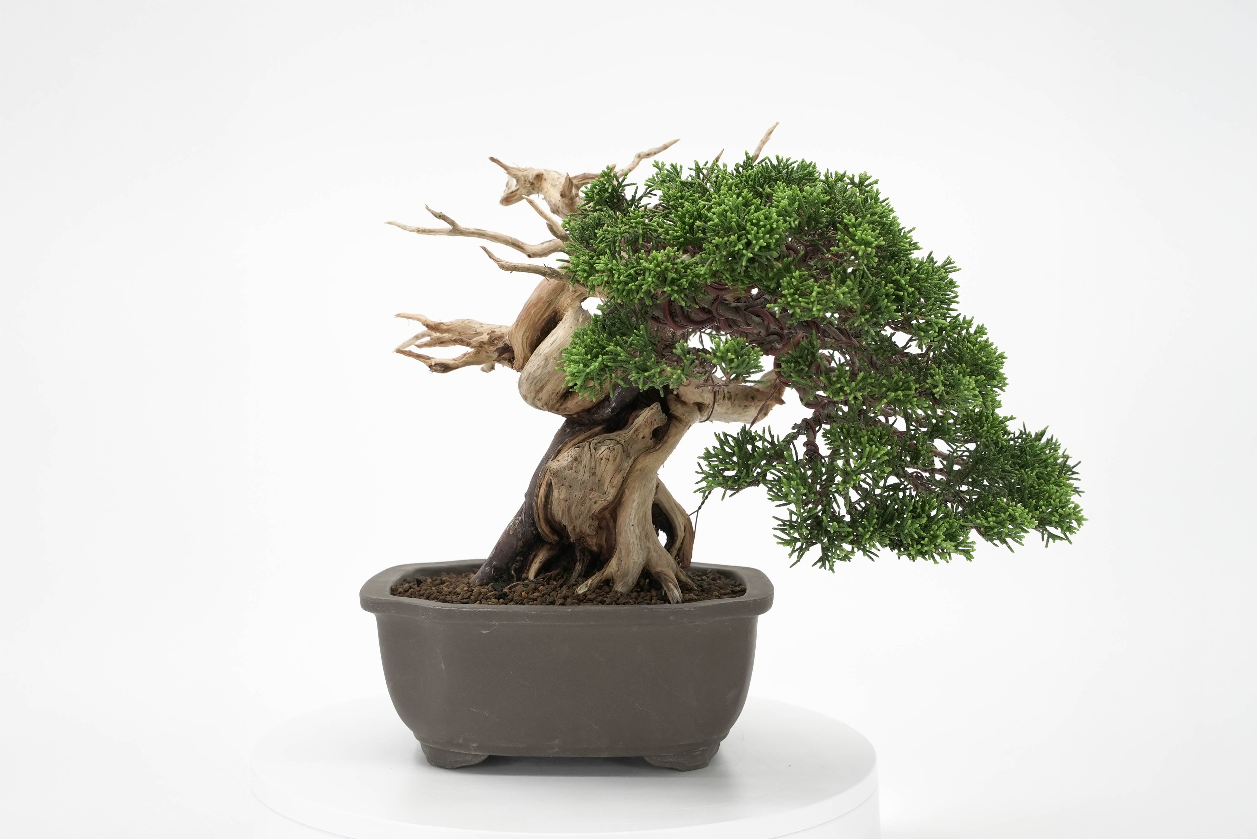 すべての商品 – 平松春松園オンラインショップ