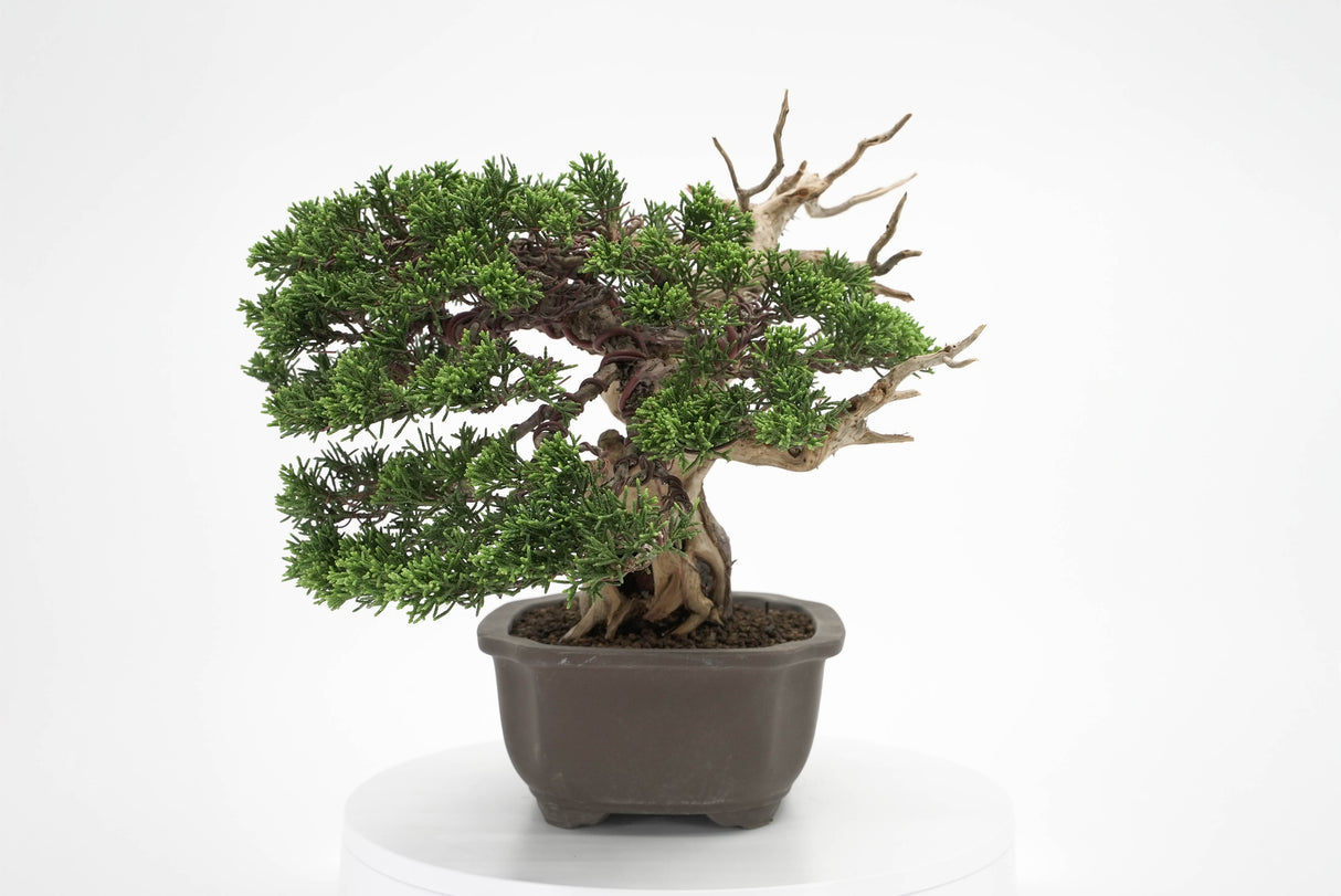 真柏 平松 No.012｜小品盆栽