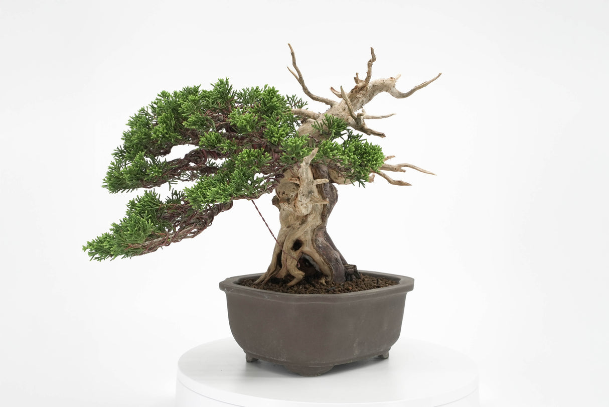 真柏 平松 No.012｜小品盆栽