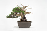 真柏 平松 No.012｜小品盆栽