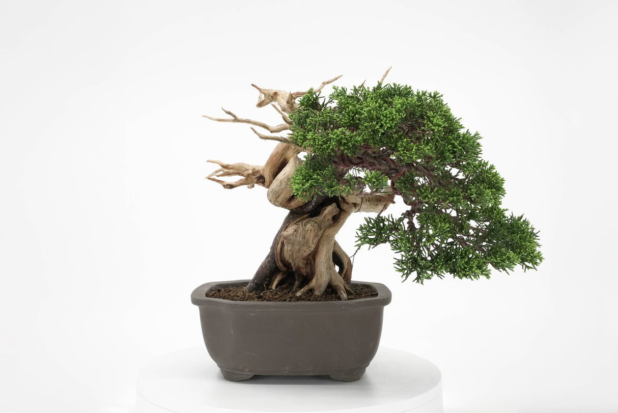 真柏 平松 No.012｜小品盆栽