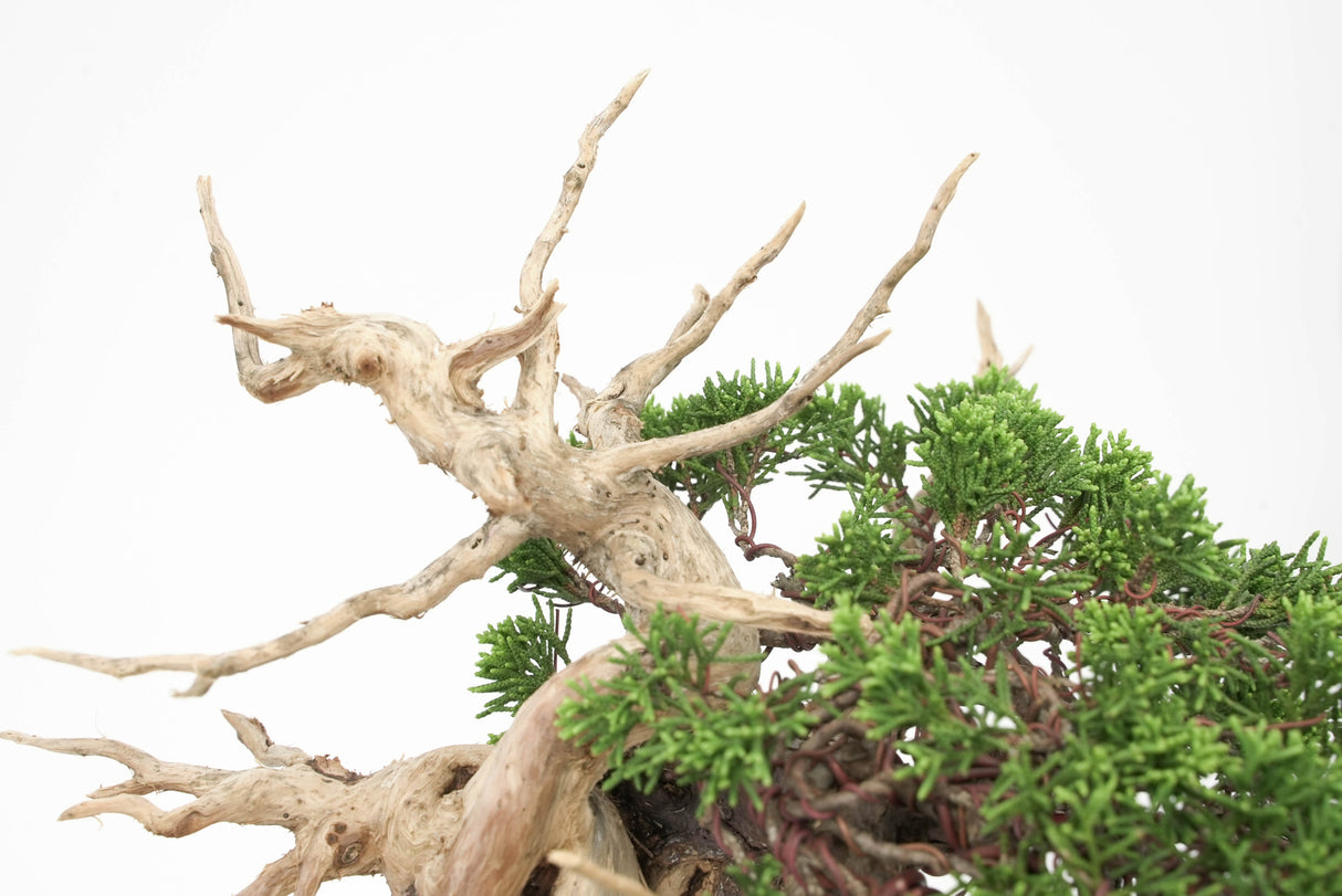 真柏 平松 No.012｜小品盆栽