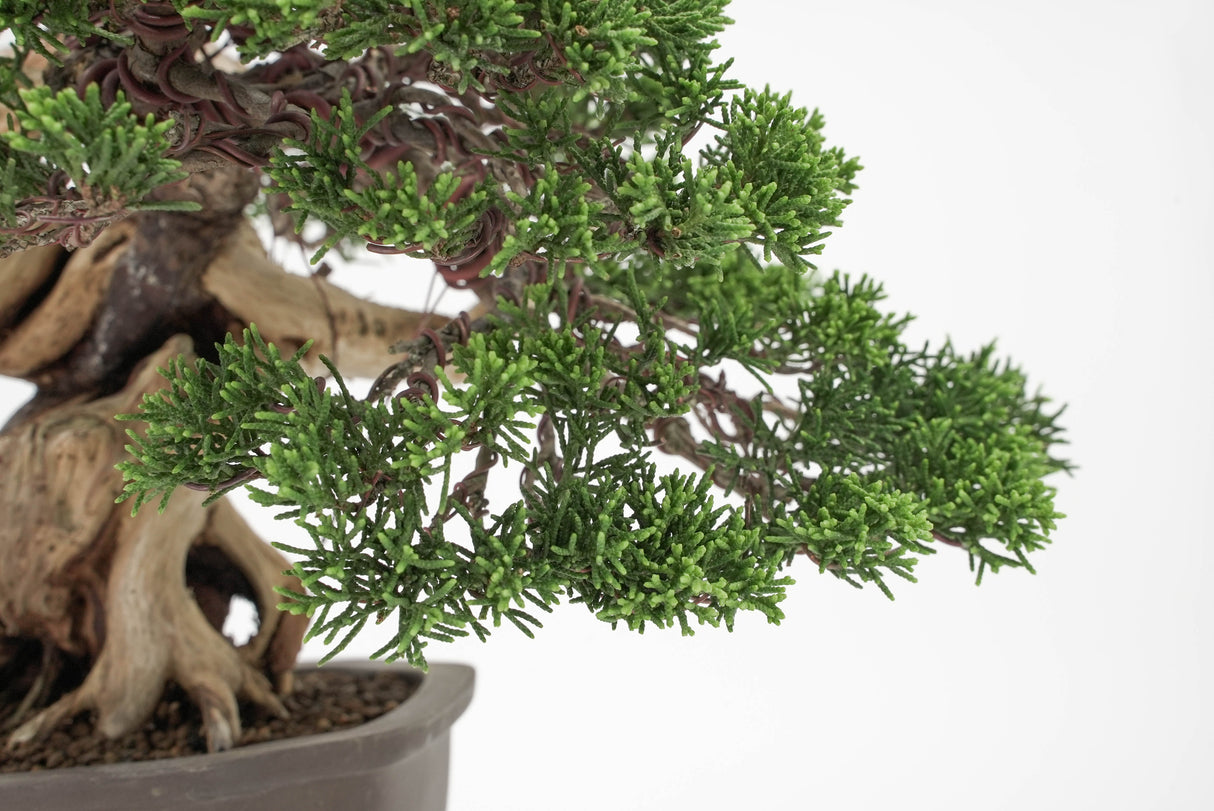 真柏 平松 No.012｜小品盆栽