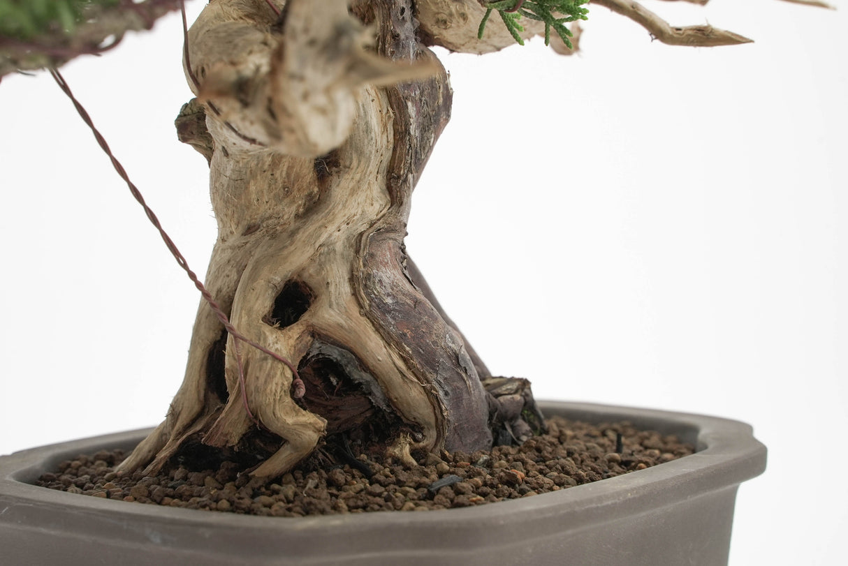 真柏 平松 No.012｜小品盆栽