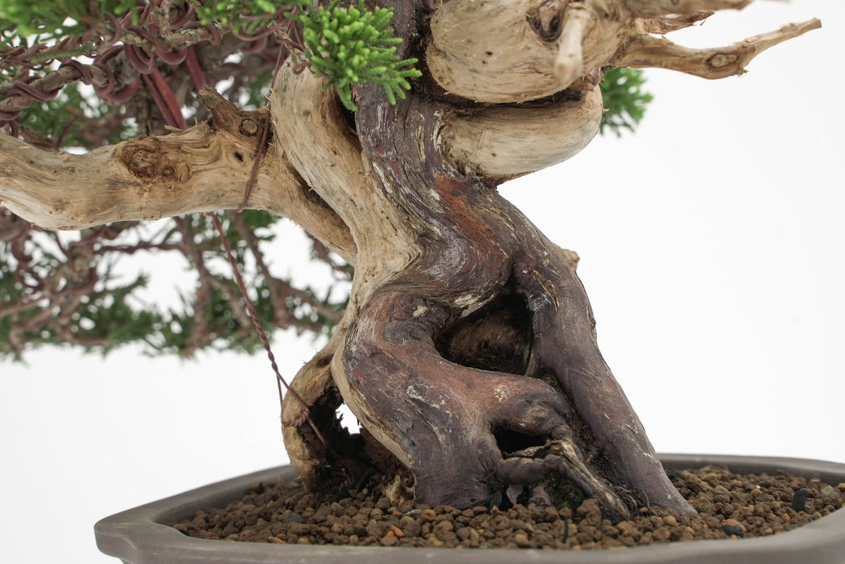 真柏 平松 No.012｜小品盆栽