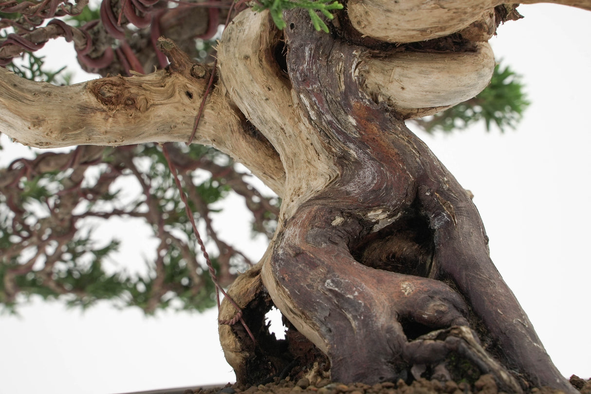 真柏 平松 No.012｜小品盆栽