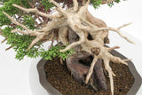 真柏 平松 No.012｜小品盆栽