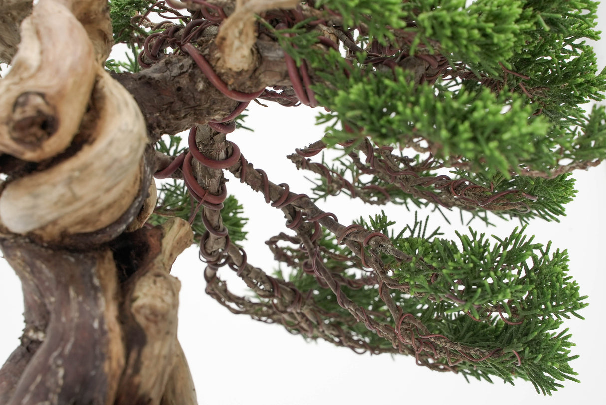 真柏 平松 No.012｜小品盆栽