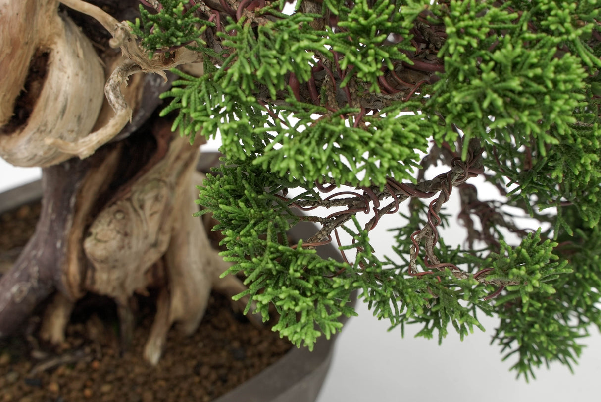 真柏 平松 No.012｜小品盆栽