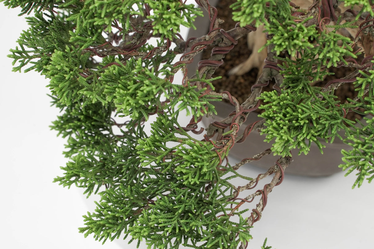 真柏 平松 No.012｜小品盆栽