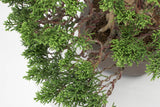 真柏 平松 No.012｜小品盆栽