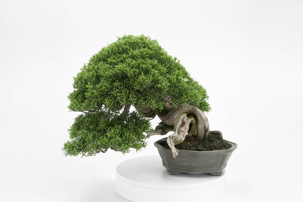 真柏 平松 No.013｜小品盆栽