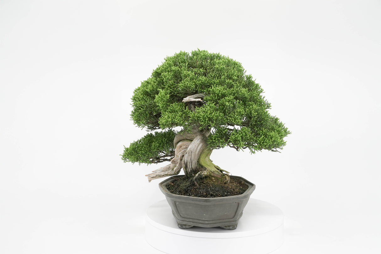 真柏 平松 No.013｜小品盆栽