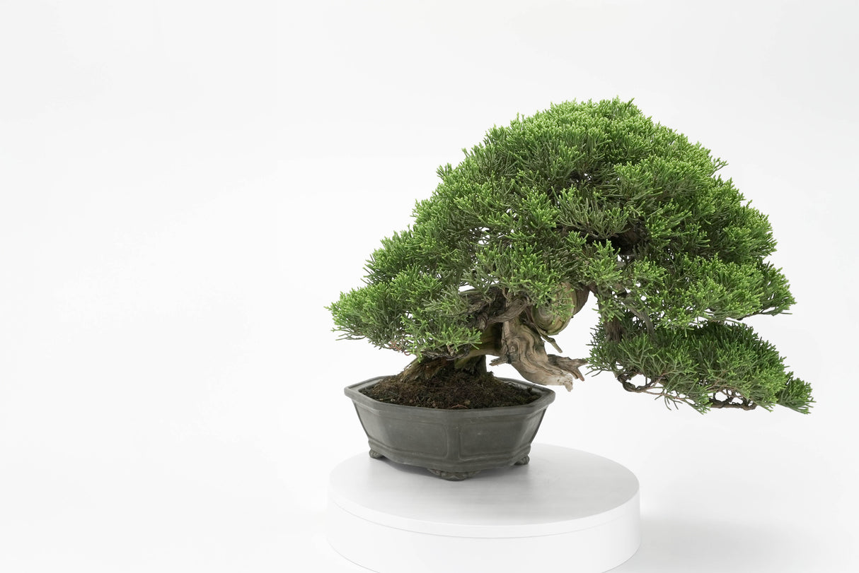 真柏 平松 No.013｜小品盆栽