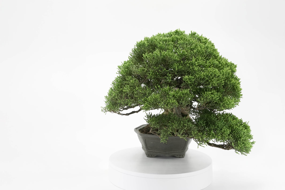 真柏 平松 No.013｜小品盆栽