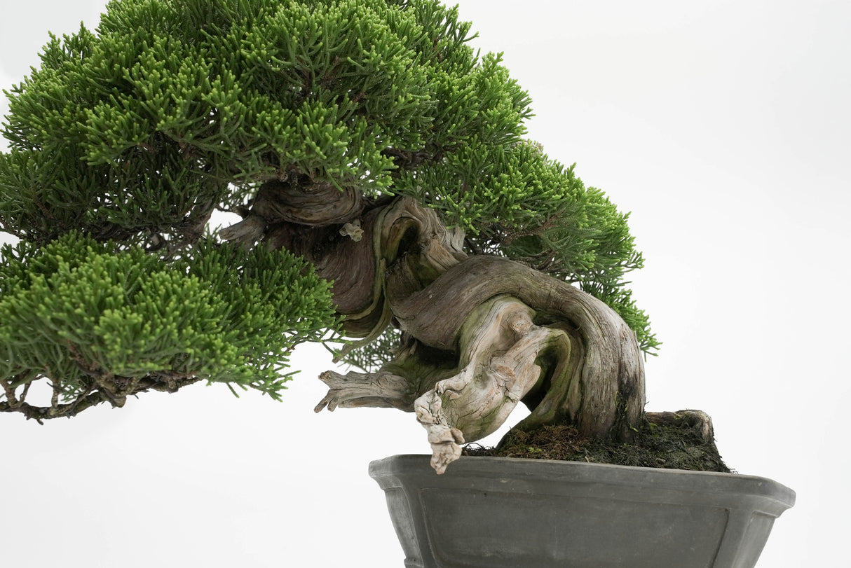 真柏 平松 No.013｜小品盆栽