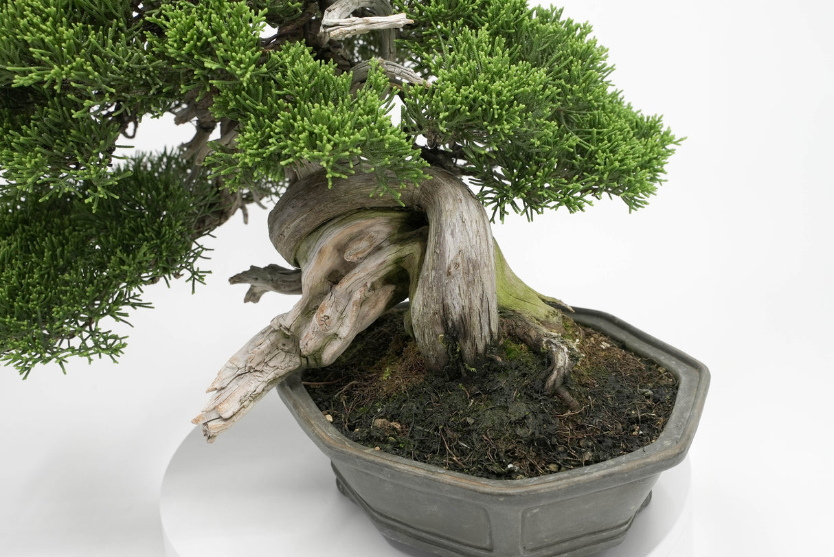 真柏 平松 No.013｜小品盆栽