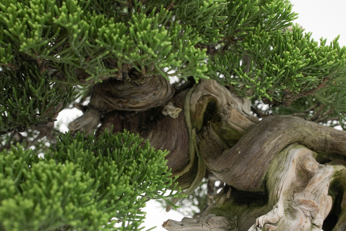 真柏 平松 No.013｜小品盆栽