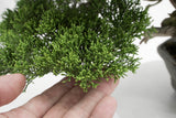 真柏 平松 No.013｜小品盆栽