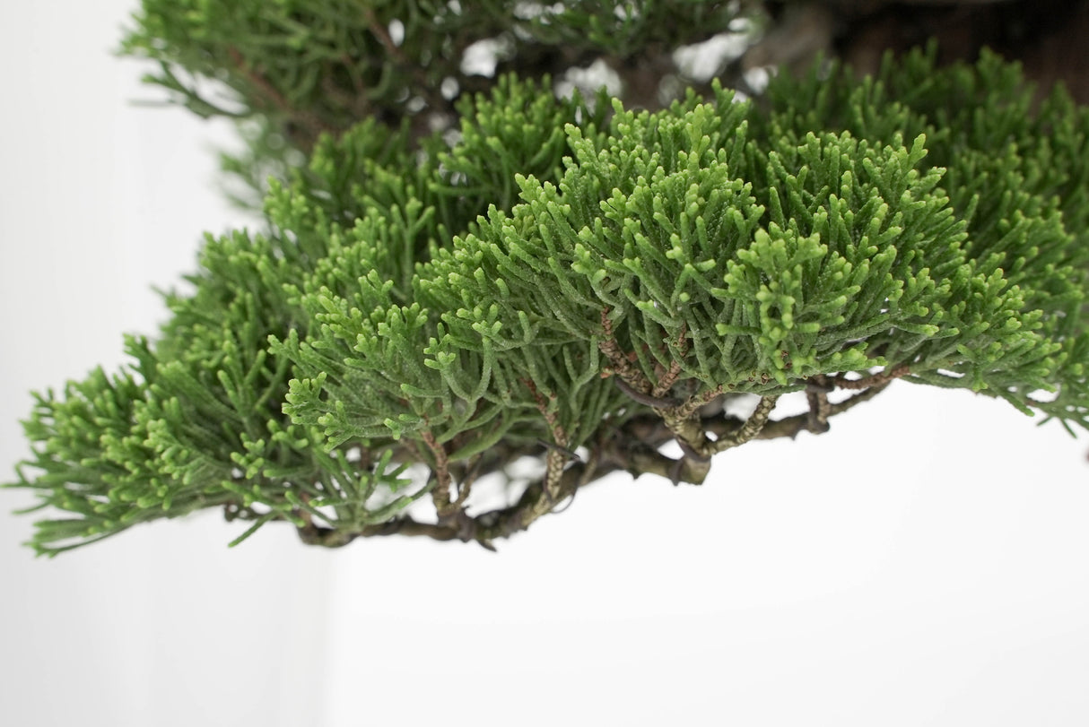 真柏 平松 No.013｜小品盆栽