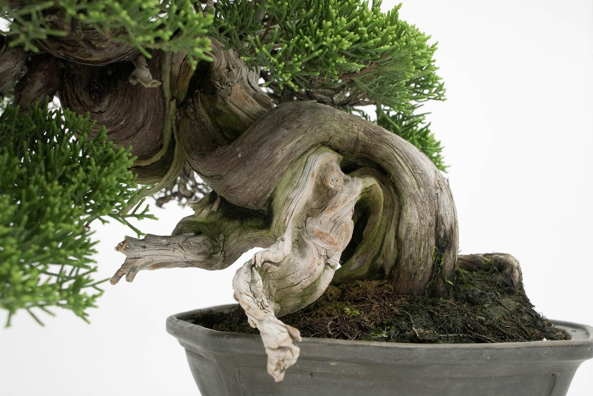 真柏 平松 No.013｜小品盆栽