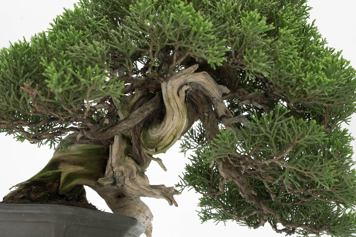 真柏 平松 No.013｜小品盆栽