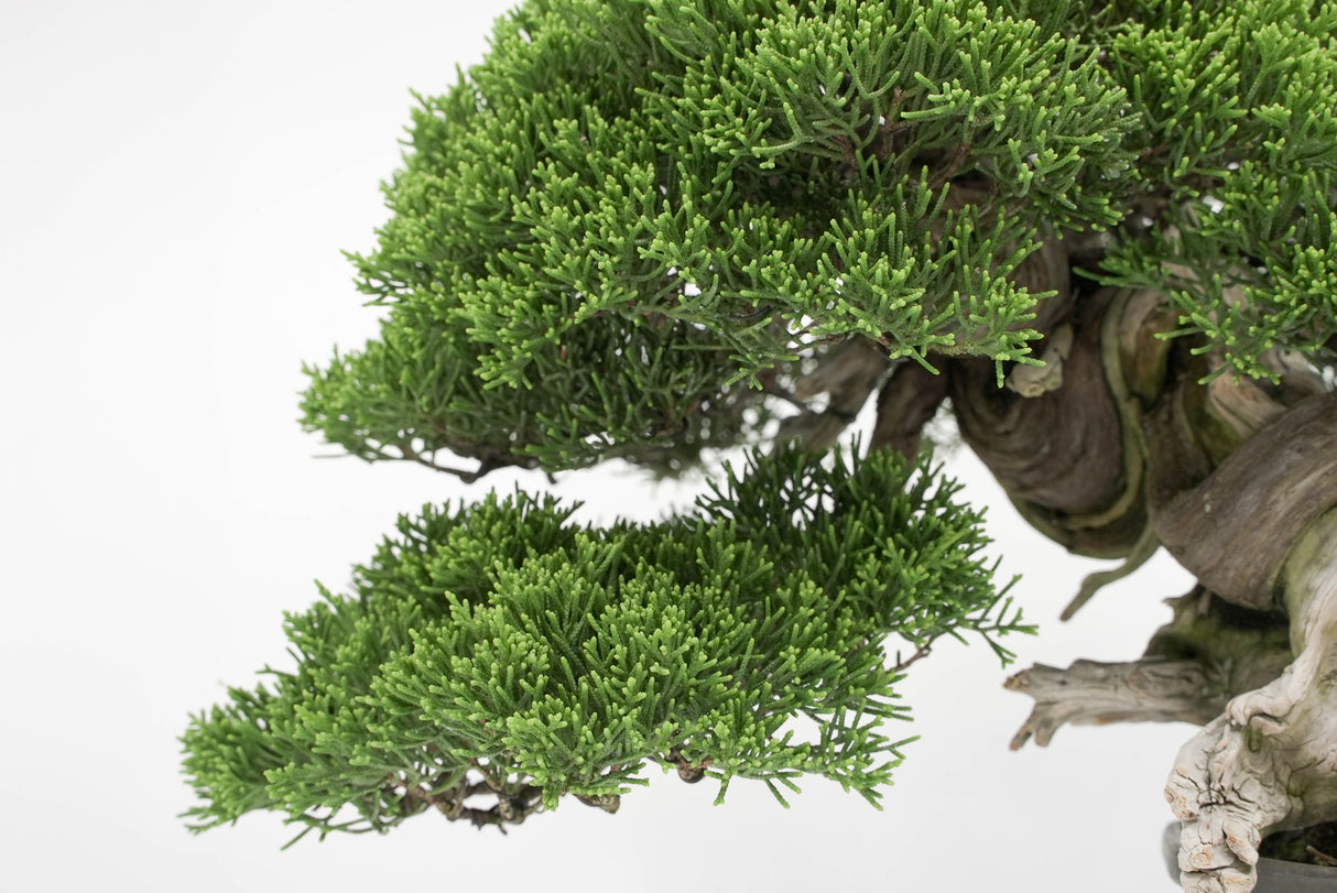 真柏 平松 No.013｜小品盆栽