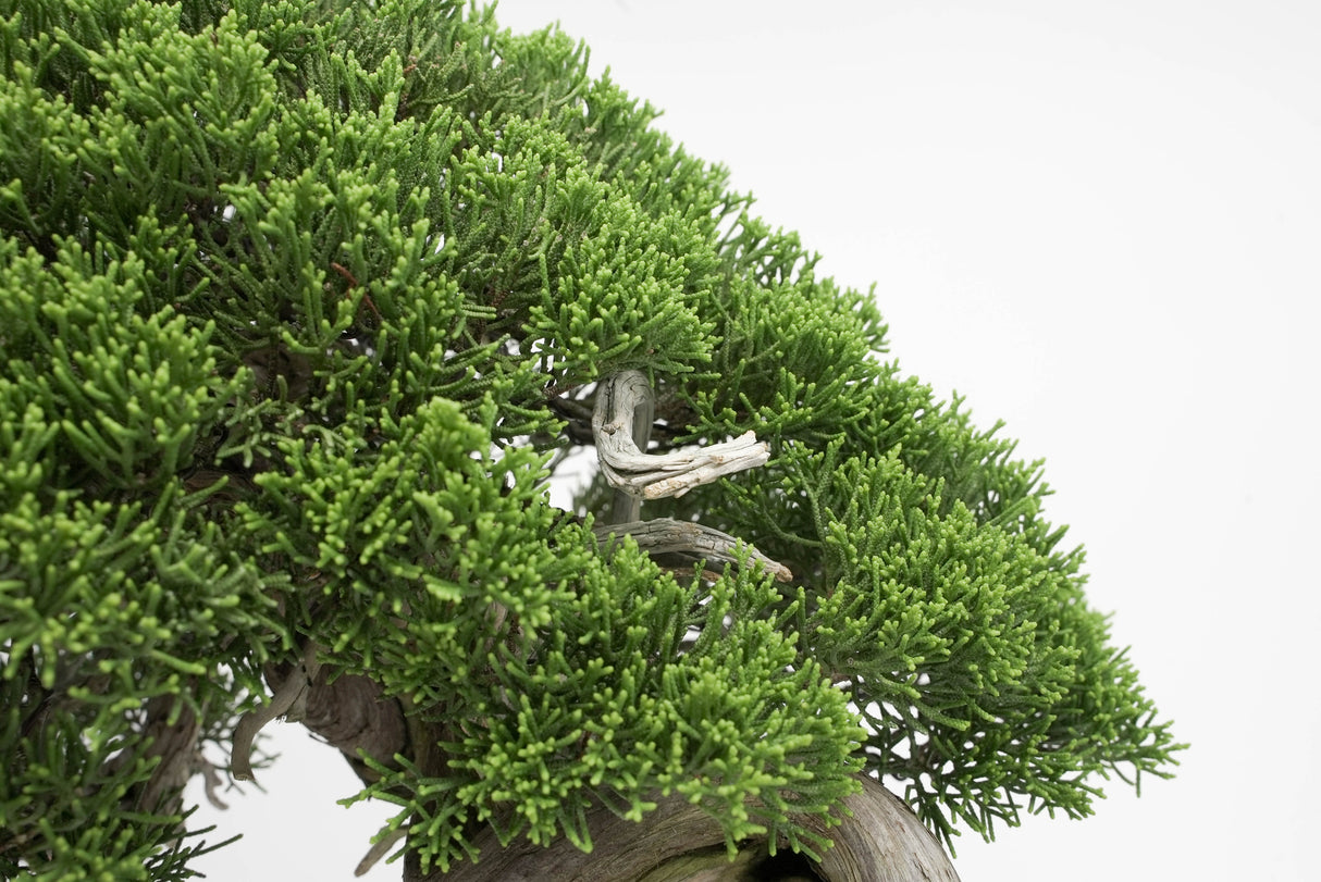 真柏 平松 No.013｜小品盆栽