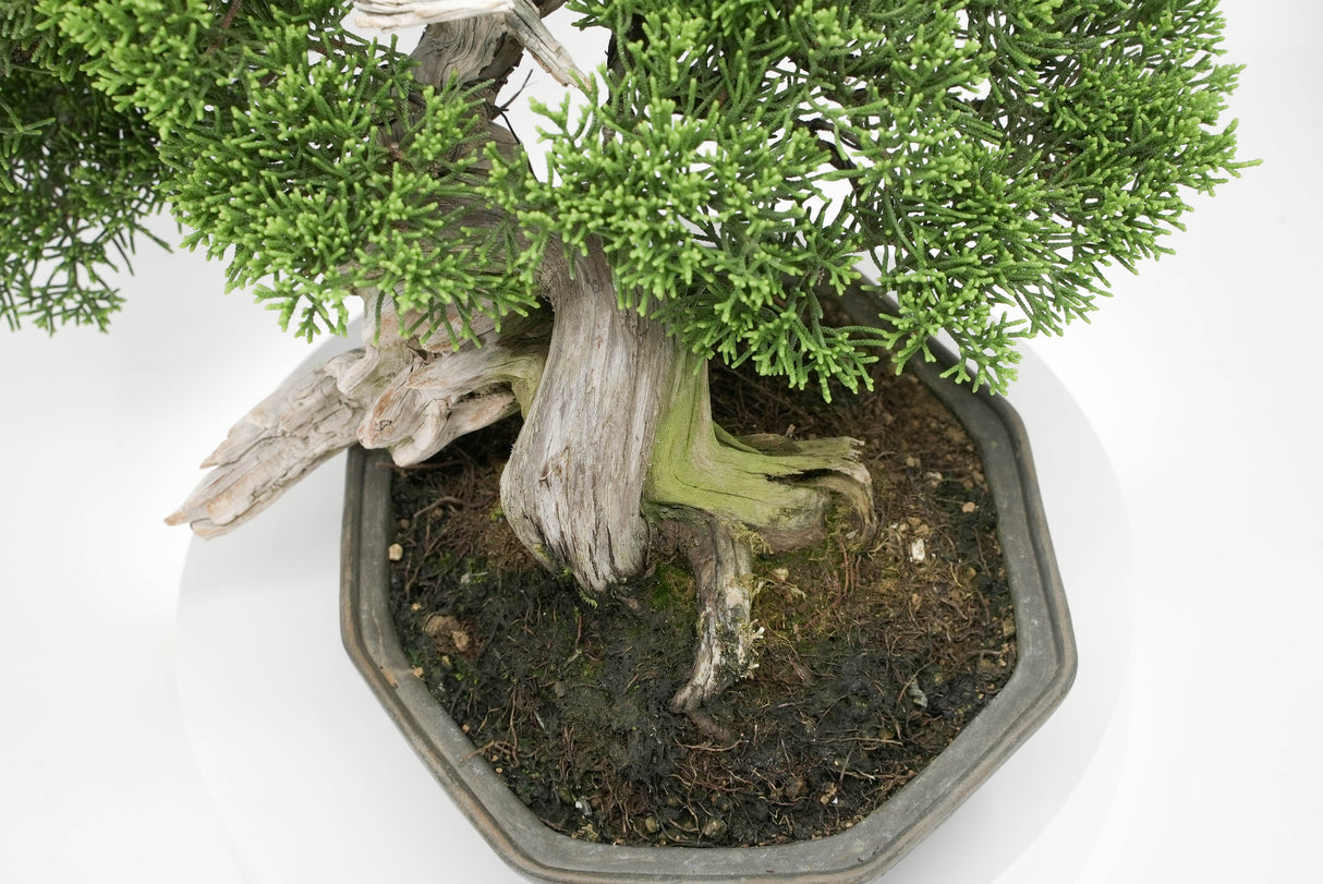 真柏 平松 No.013｜小品盆栽