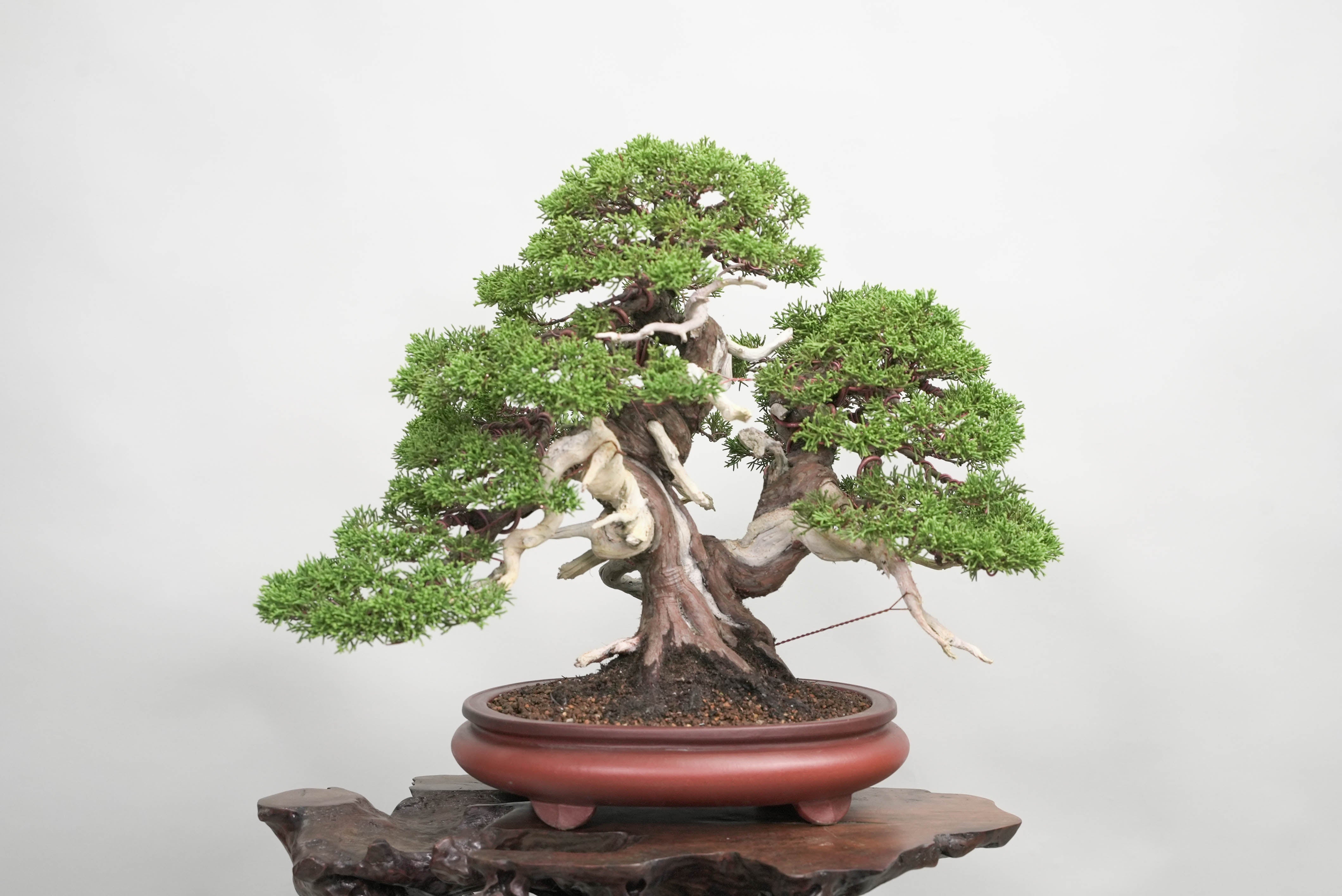 すべての商品 – 平松春松園オンラインショップ