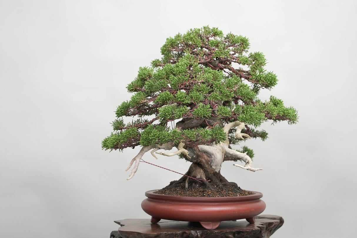 真柏 平松 No.014｜小品盆栽