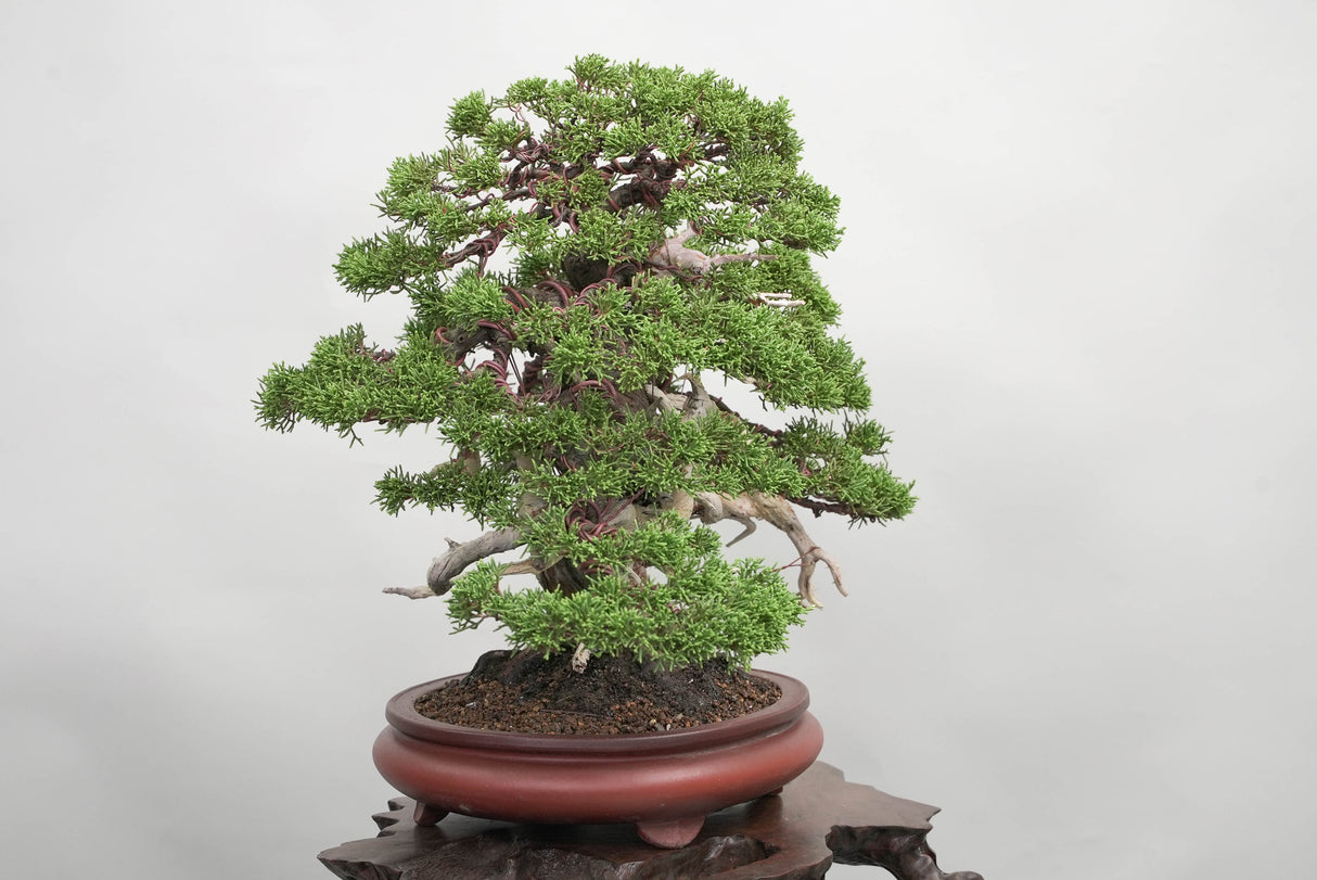 真柏 平松 No.014｜小品盆栽