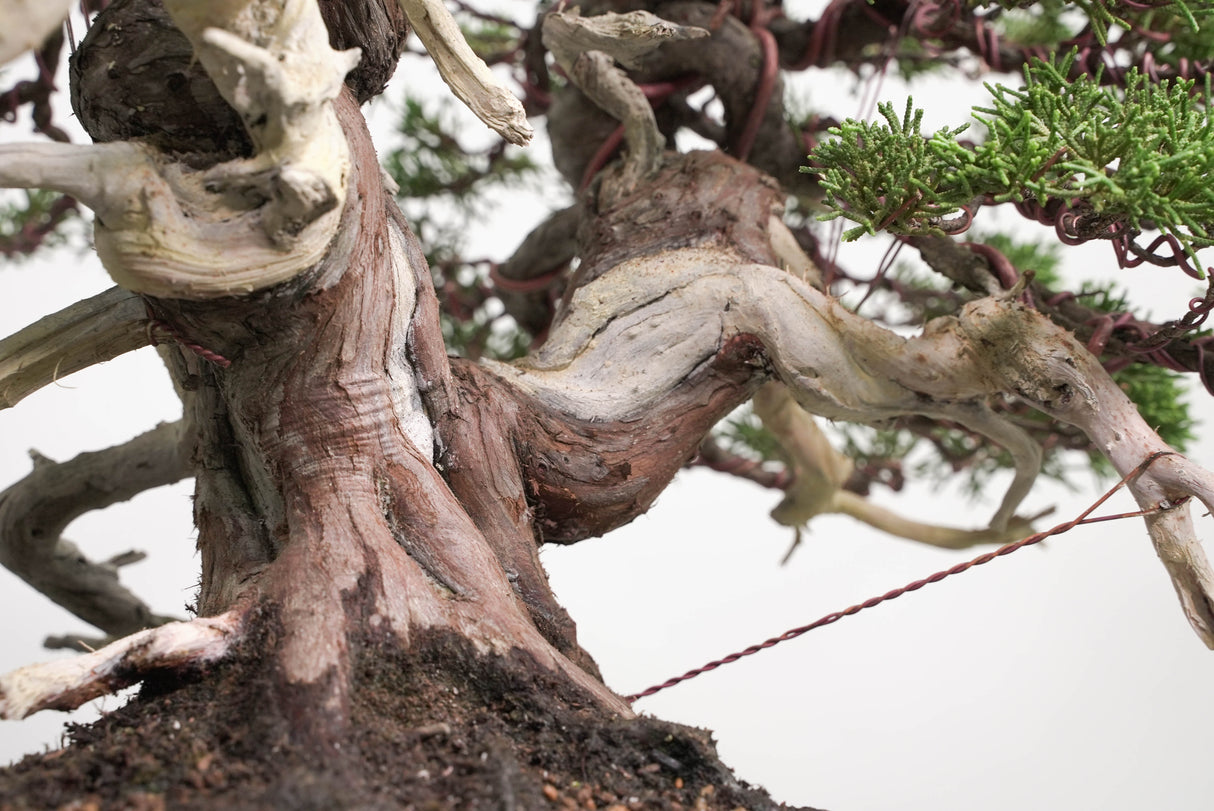 真柏 平松 No.014｜小品盆栽