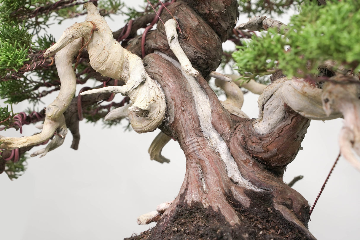 真柏 平松 No.014｜小品盆栽