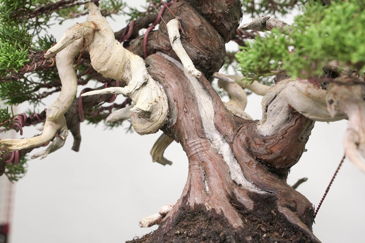 真柏 平松 No.014｜小品盆栽