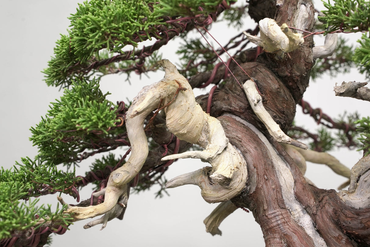 真柏 平松 No.014｜小品盆栽