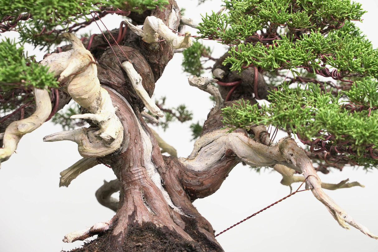 真柏 平松 No.014｜小品盆栽