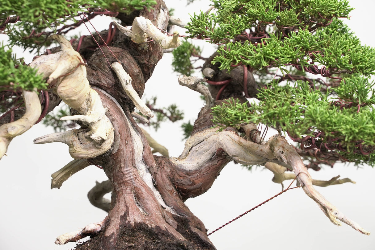 真柏 平松 No.014｜小品盆栽