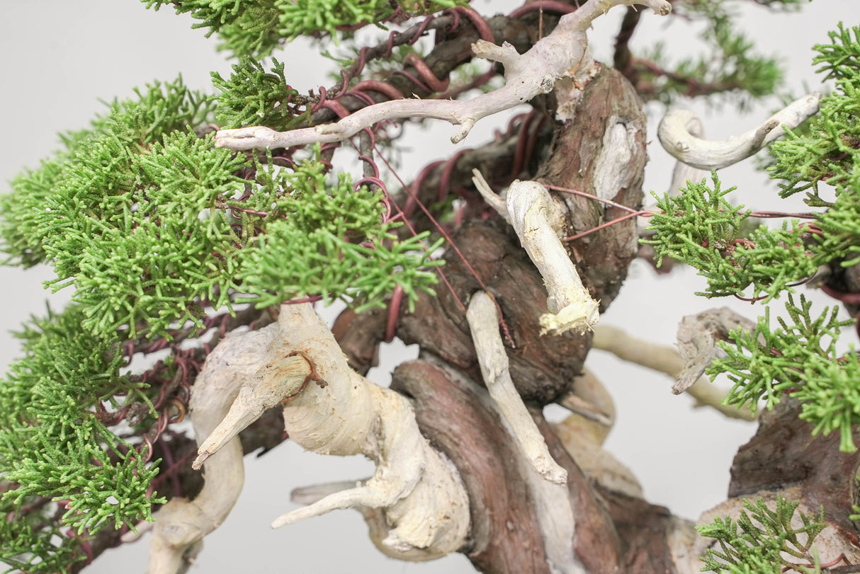 真柏 平松 No.014｜小品盆栽