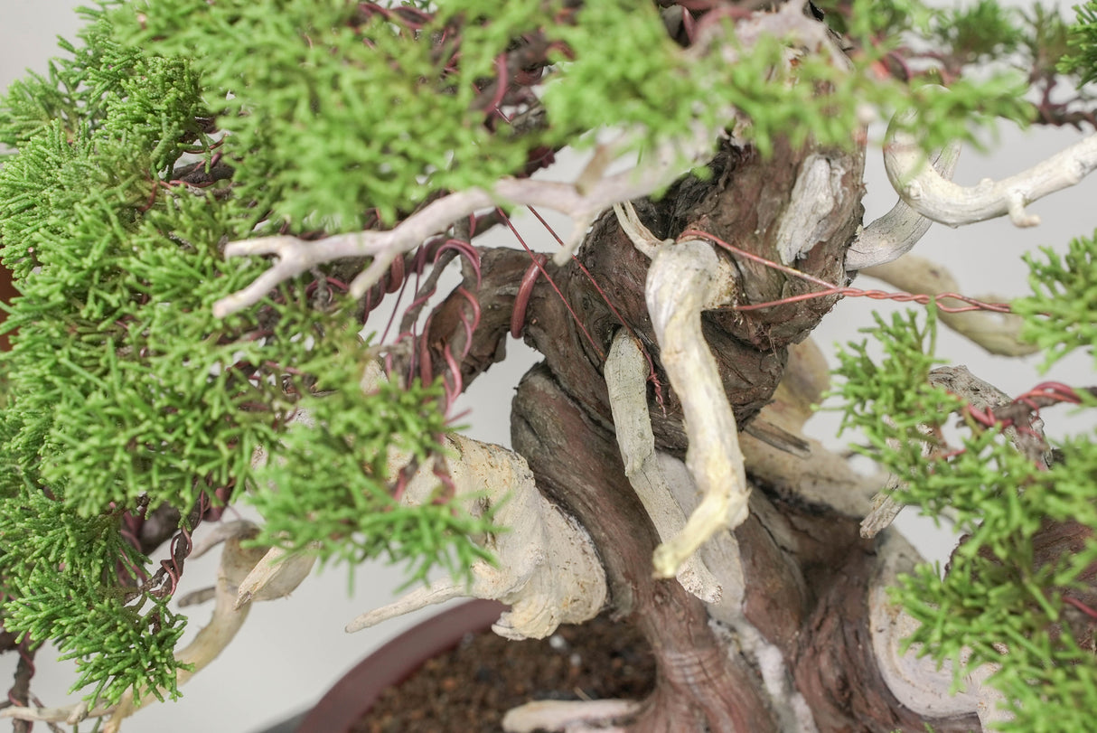 真柏 平松 No.014｜小品盆栽